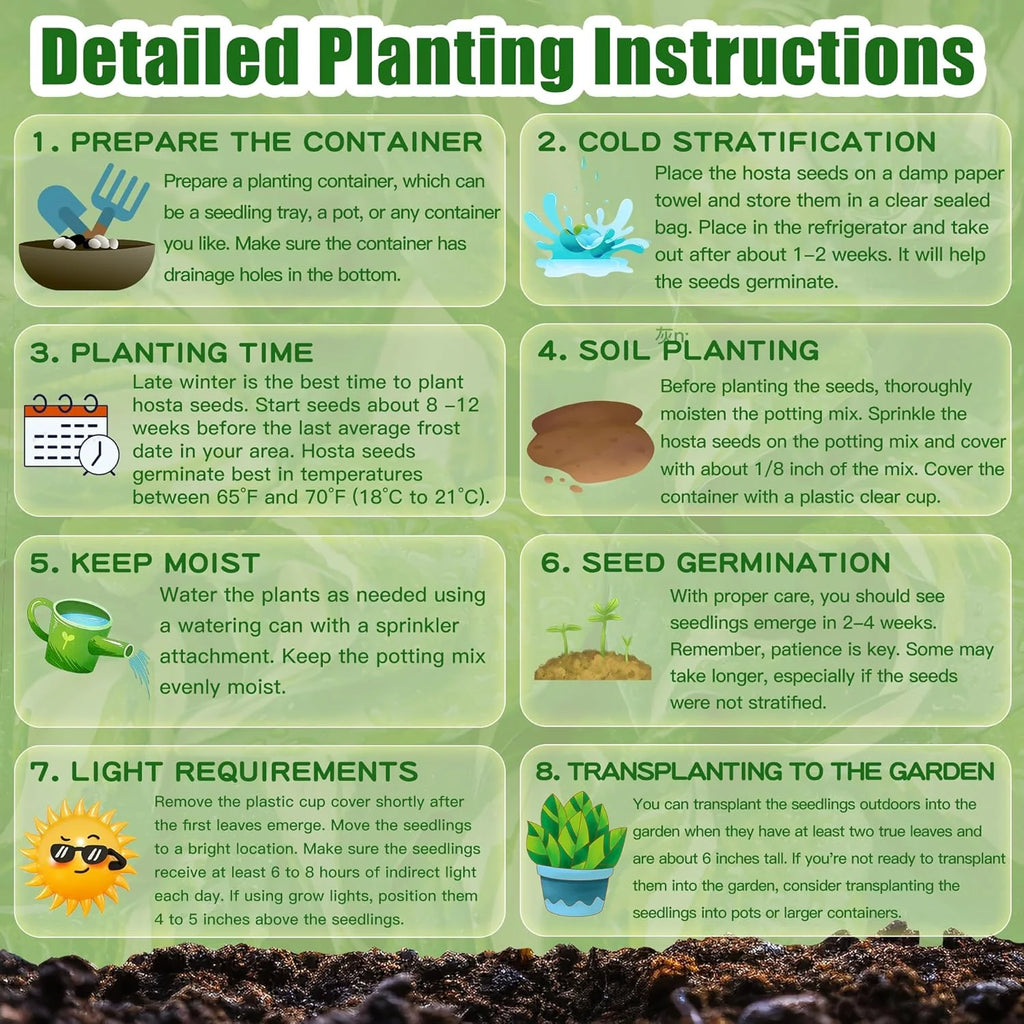 IMPORTED Shade-Tolerant & Cold-Hardy Hosta 150 Seeds – Luxury Multi-Color Leaves for Home Garden