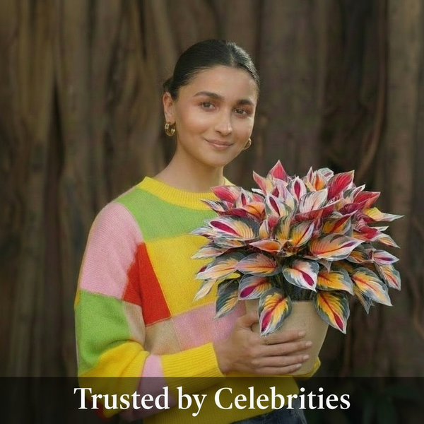 IMPORTED Shade-Tolerant & Cold-Hardy Hosta 150 Seeds – Luxury Multi-Color Leaves for Home Garden